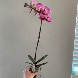 Phalaenopsis Orchid plant in Orlando, Florida