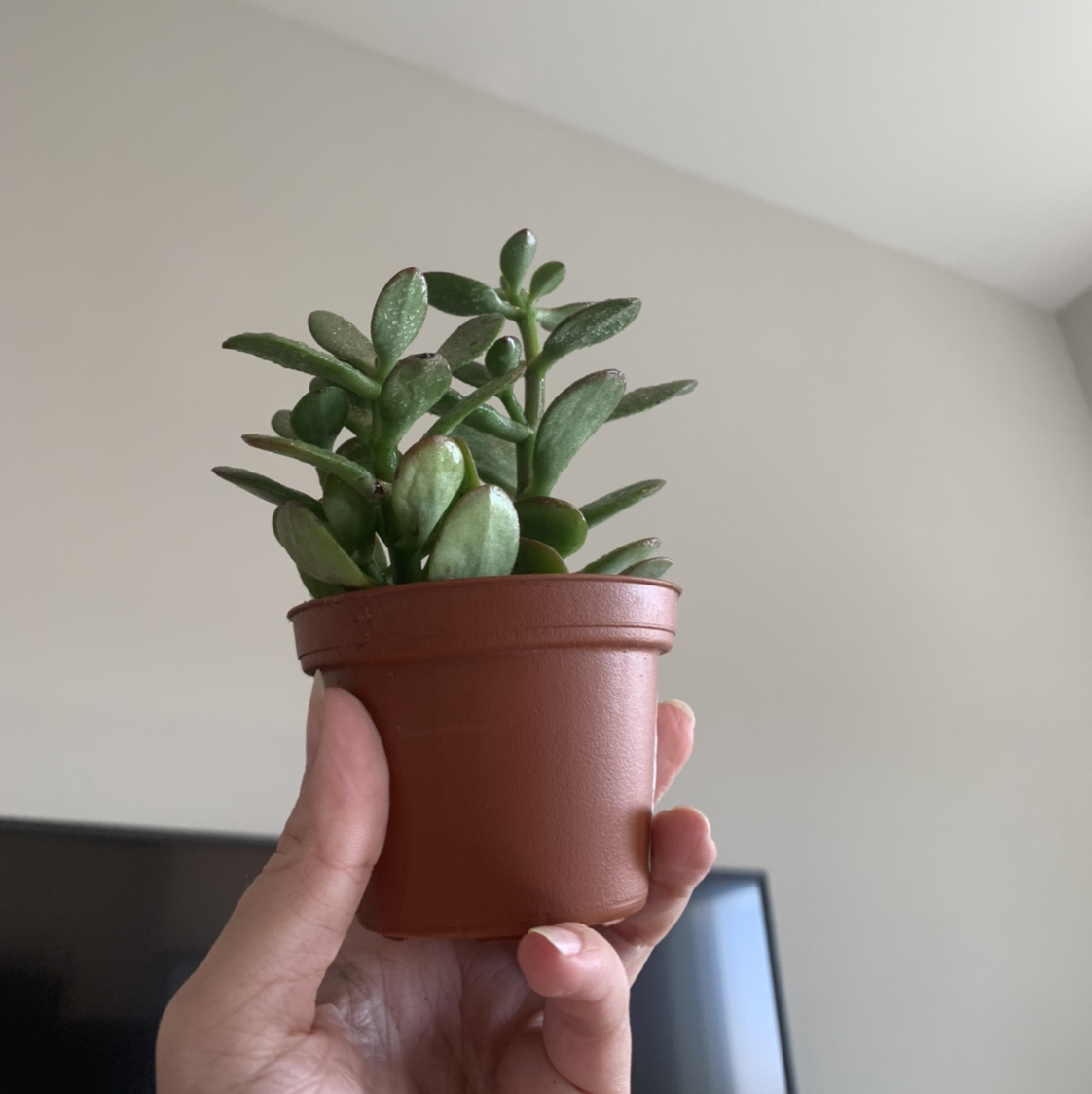 Lucky Plant plant photo by @BJoyce named Jada on Greg, the plant care app.