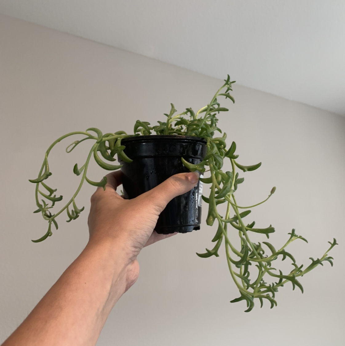 String of Dolphins plant photo by @BJoyce named Benny on Greg, the plant care app.