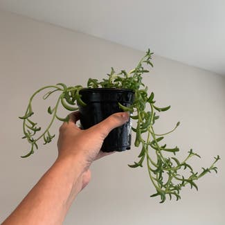 String of Dolphins plant in Orlando, Florida