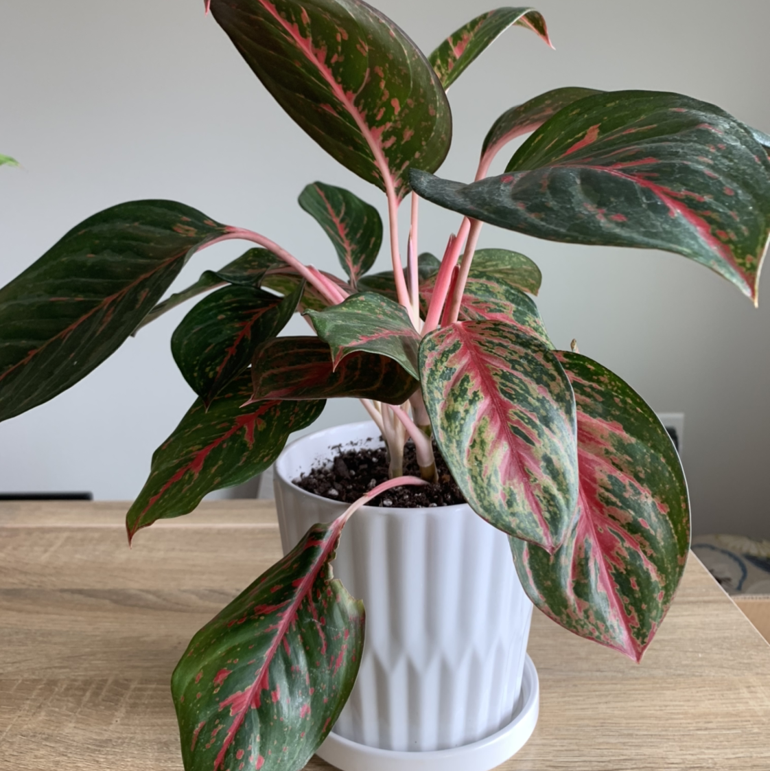 Chinese Evergreen plant photo by @BJoyce named Allie on Greg, the plant care app.