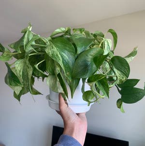 Marble Queen Pothos plant photo by Bjoyce named Scarlette on Greg, the plant care app.