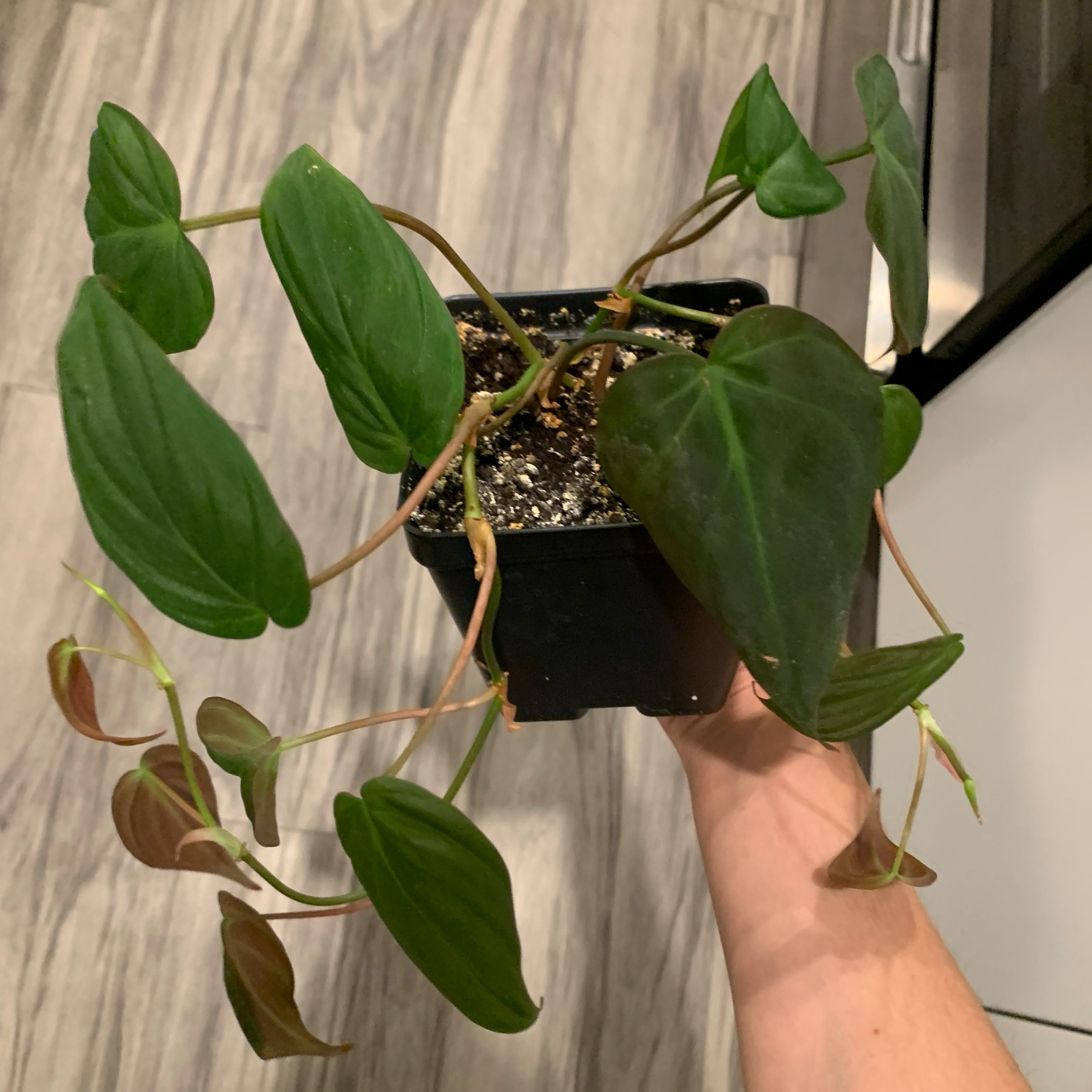 Philodendron Micans plant photo by @BJoyce named Stan on Greg, the plant care app.