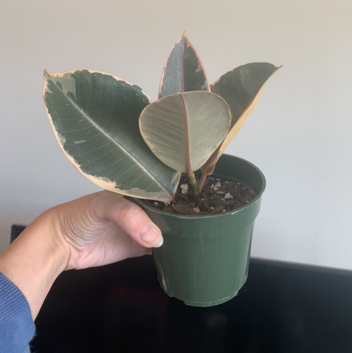 Ficus 'Ruby' plant photo by @BJoyce named Willow on Greg, the plant care app.