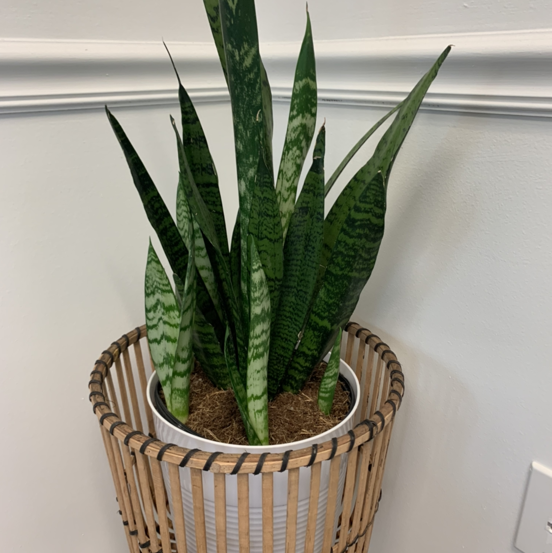 Snake Plant plant photo by @BJoyce named Workin snek on Greg, the plant care app.