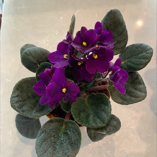 African Violet plant in Orlando, Florida