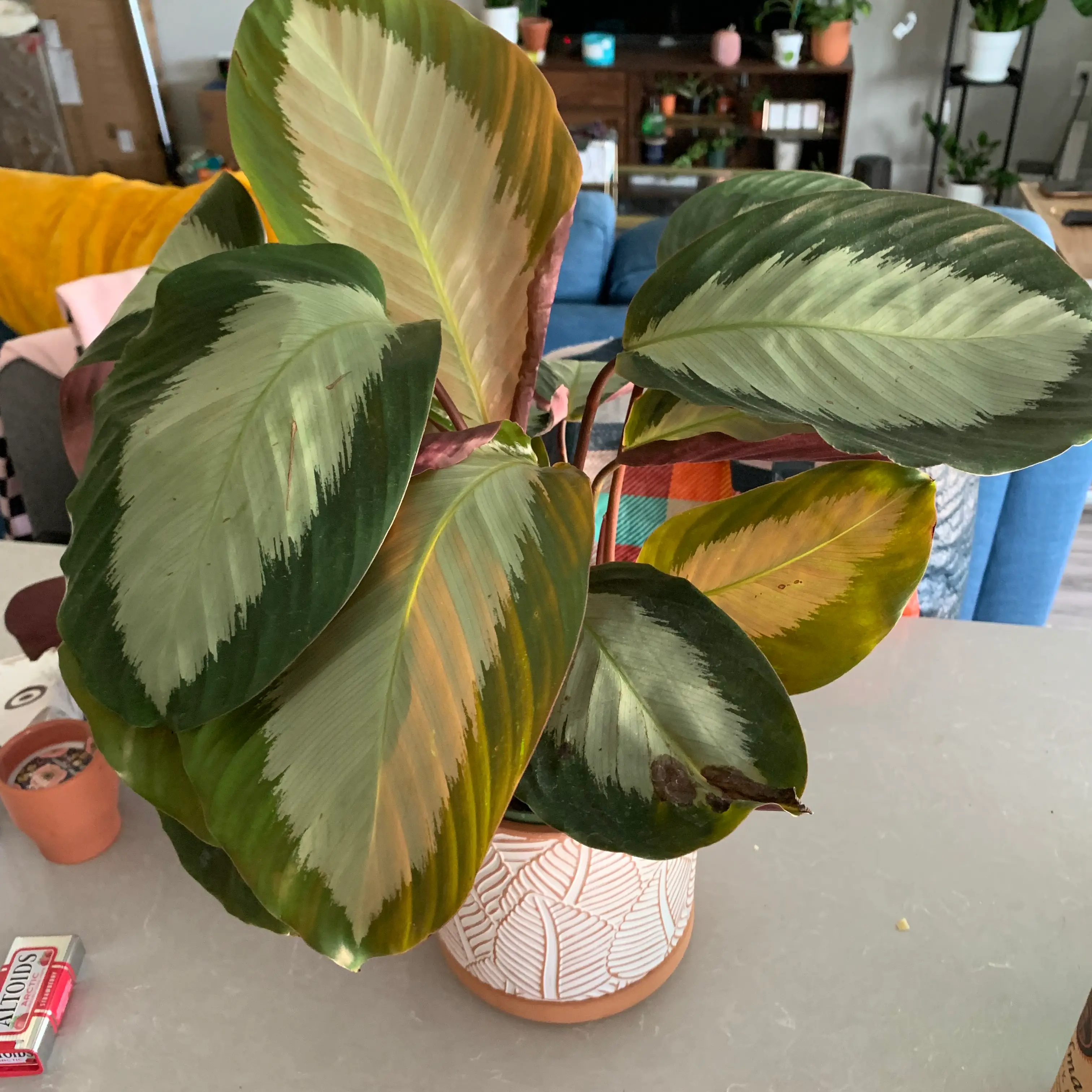 Calathea picturata 'Argentea' plant photo by @BJoyce named Luna on Greg, the plant care app.