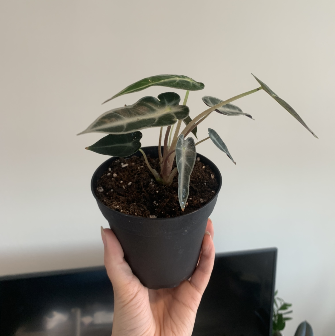 Photo of the plant species Alocasia 'Bambino' by @BJoyce named Xena on Greg, the plant care app