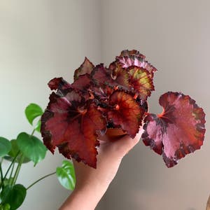 Rex Begonia plant photo by @BJoyce named Qube on Greg, the plant care app.