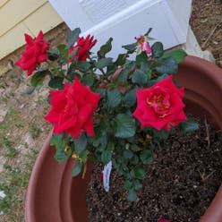 Floribunda Rose plant