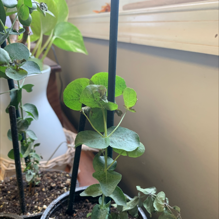 Healthy potted Silver Dollar Tree plant with round, silvery-green leaves, centered and mostly in focus.