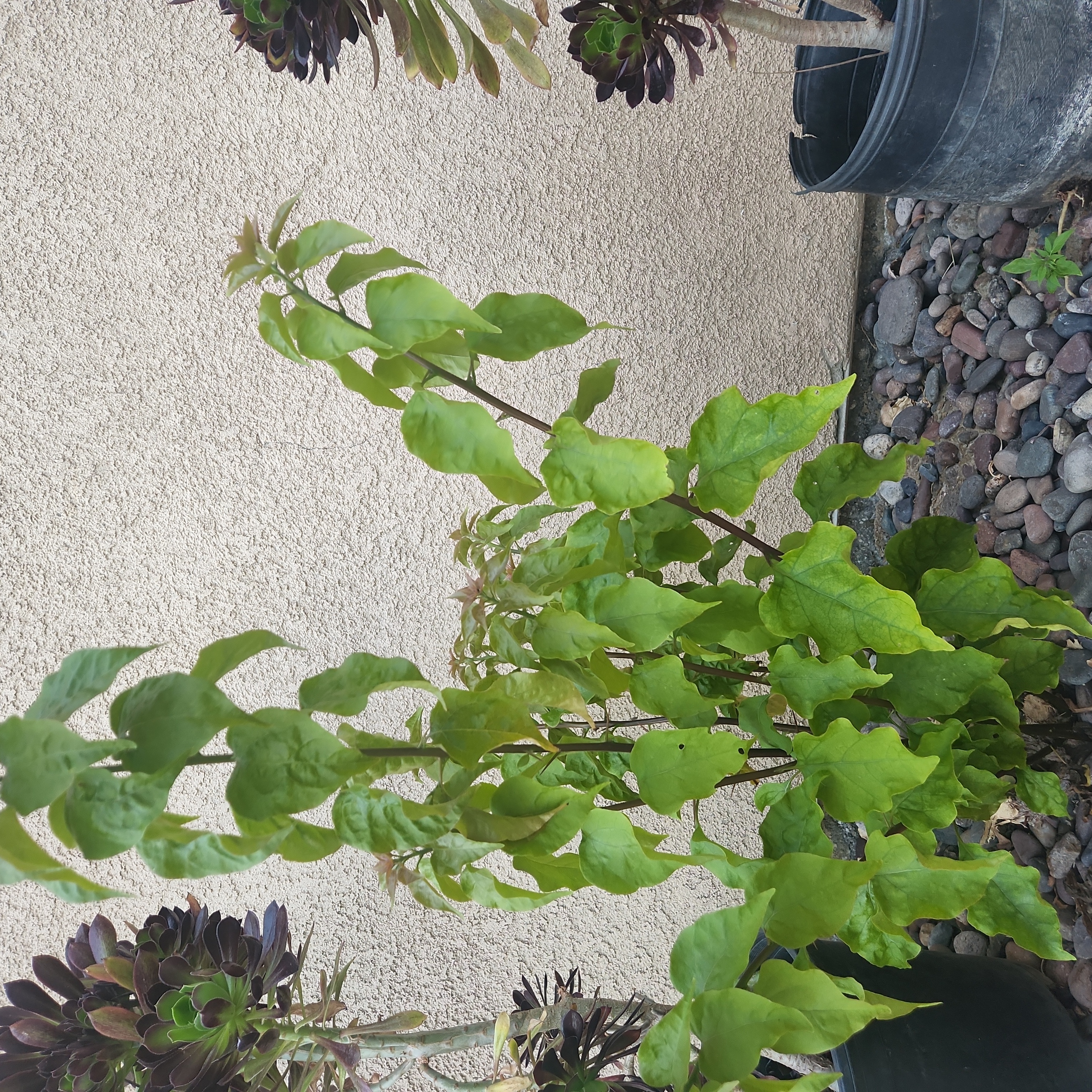 Image of a healthy Lilac plant in a pot with green leaves, other plants, and a wall in the background.