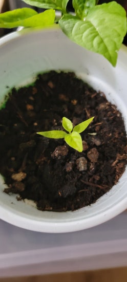 Habanero Pepper plant