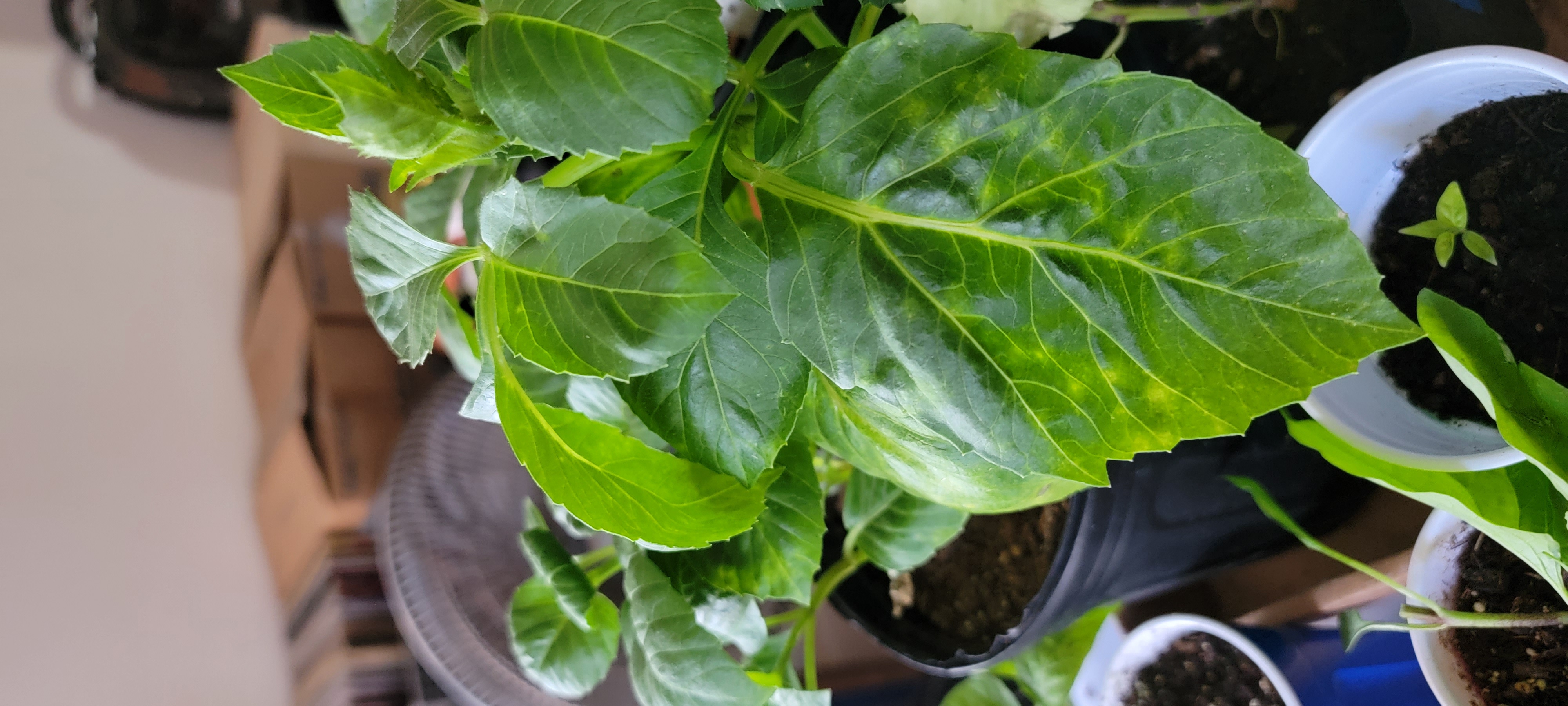 Image of a healthy Garden Dahlia plant with vibrant green leaves and partially visible soil.
