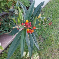 Scarlet Milkweed plant