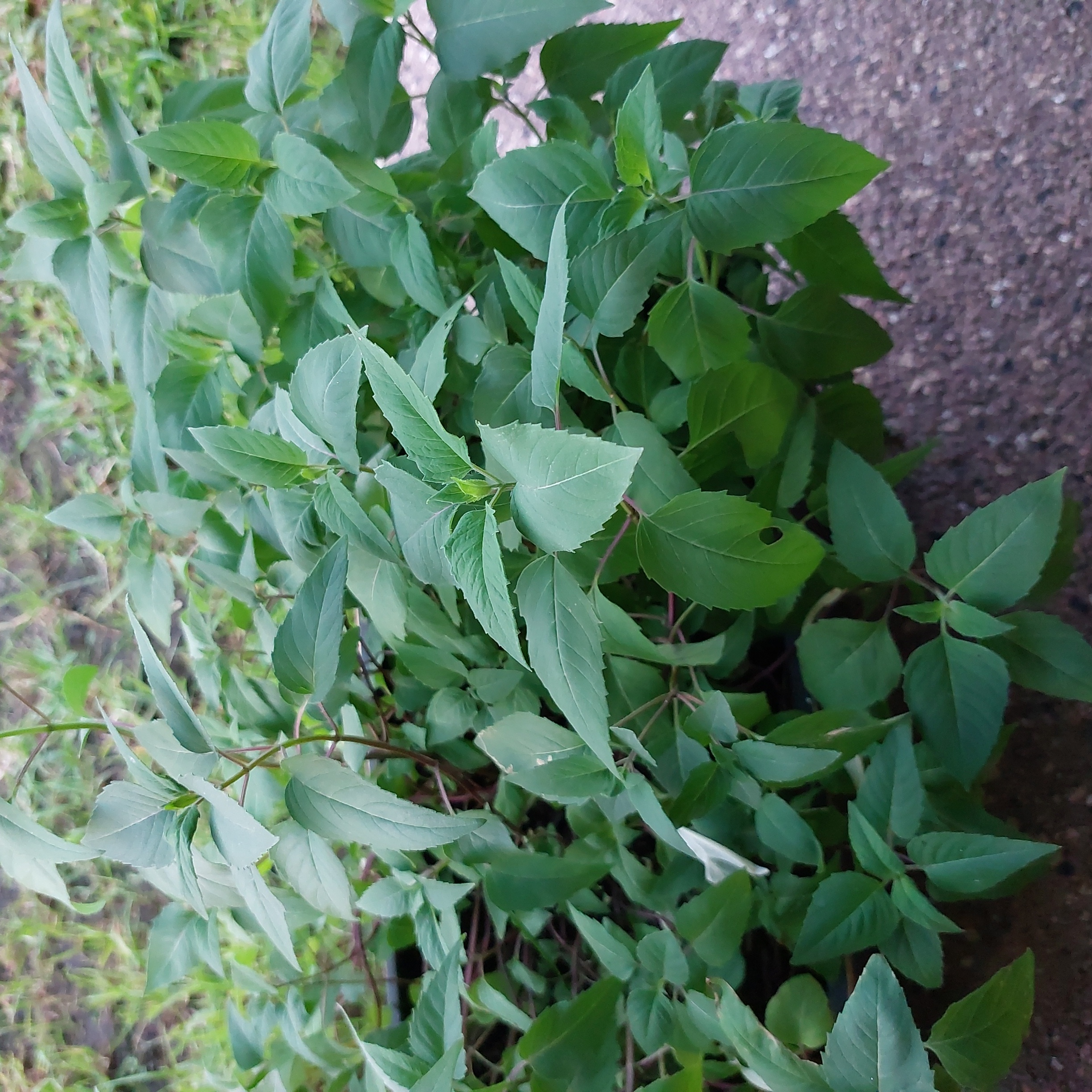Image of a healthy Scarlet Beebalm plant with green leaves.