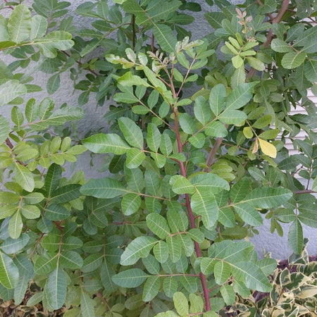Photo of the plant species Cyprus Turpentine by Myfloridaoasis named Sol on Greg, the plant care app