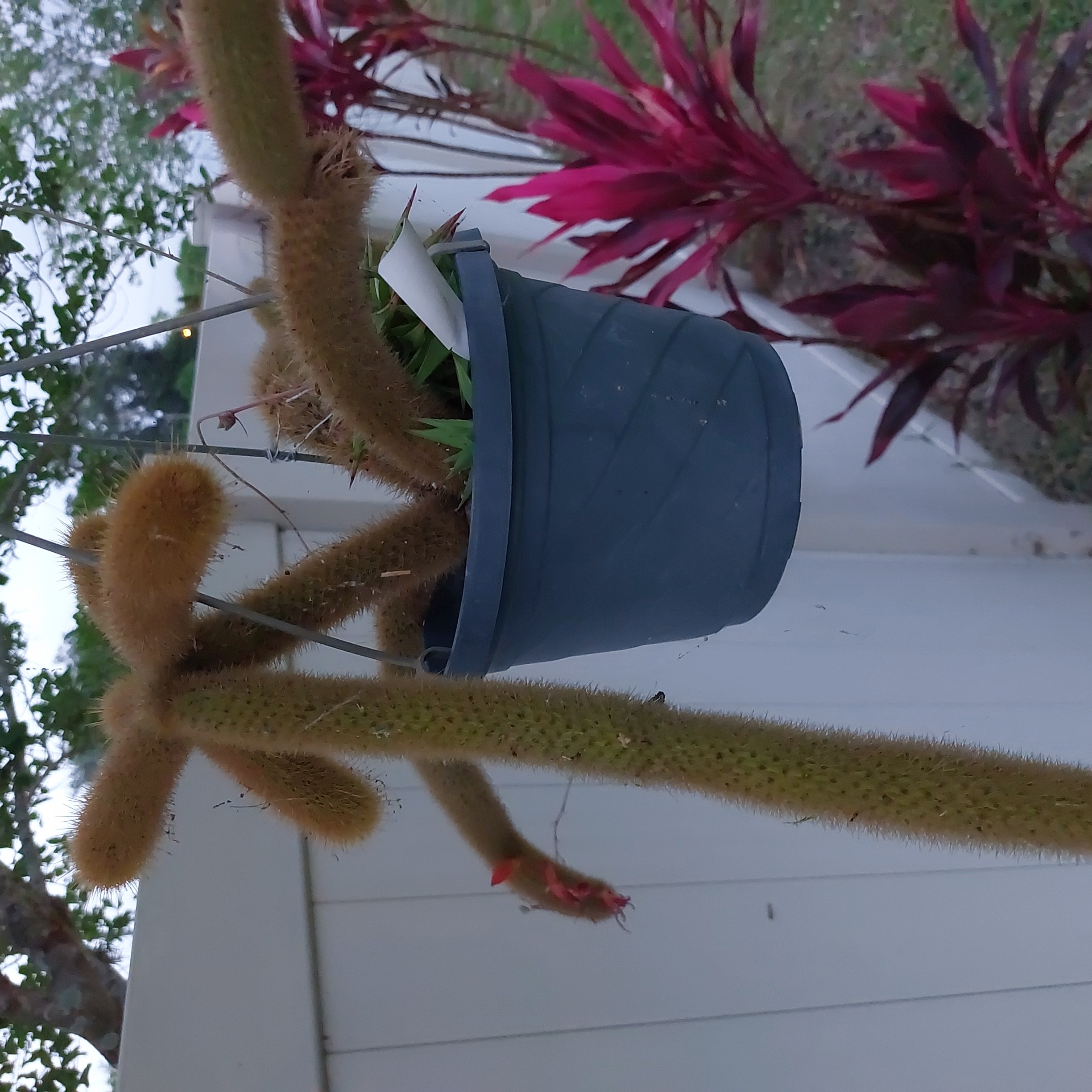 Dog Tail Cactus in a pot with other plants in the background.