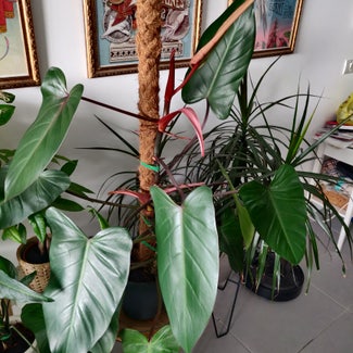 Red Emerald Philodendron plant in Rishon LeTsiyon, Center District