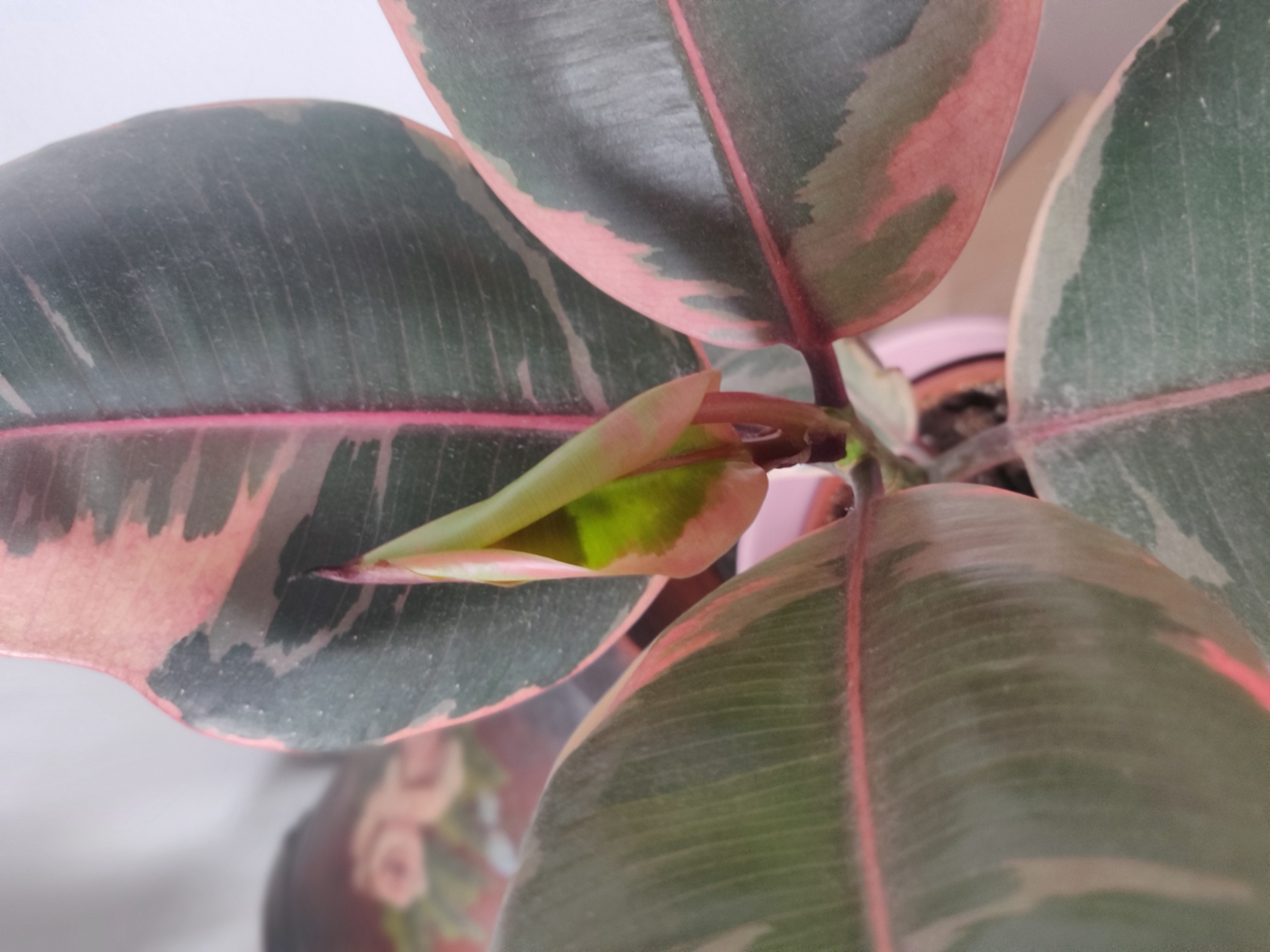 Rubber Plant 'Belize' with variegated leaves, partially visible soil.