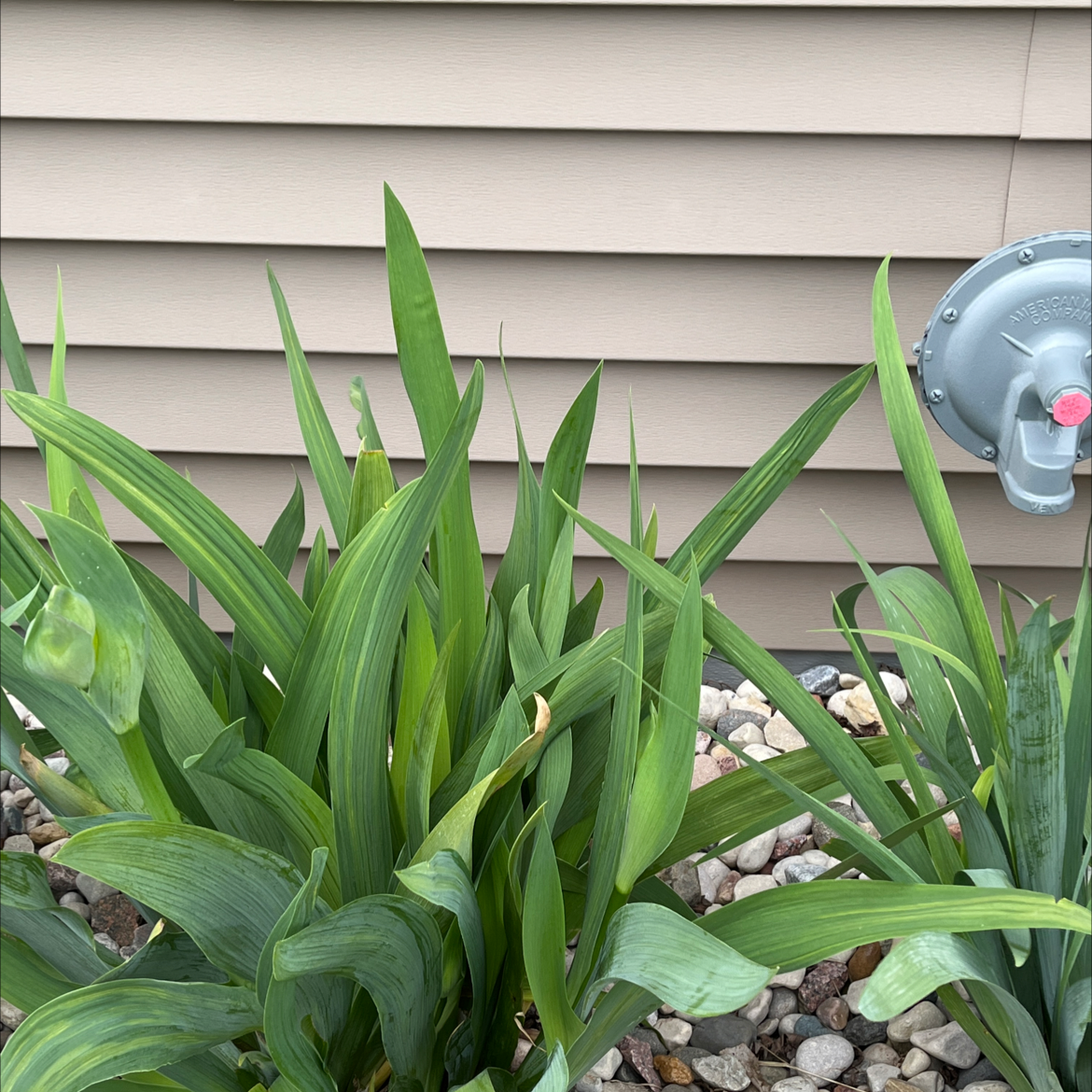 Yellow Iris plant with long green leaves in a garden bed with rocks.