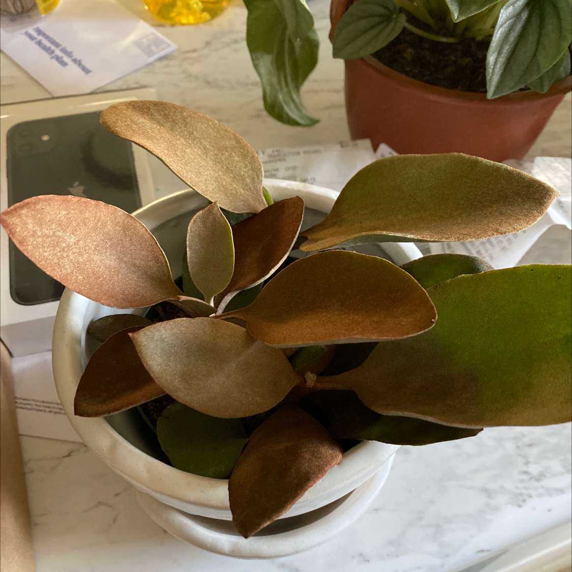 Copper Spoons plant with some browning leaves in a white pot, another plant in the background.