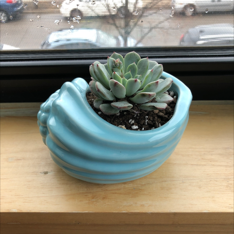 Graptoveria 'Bashful™' succulent in a blue ceramic pot on a windowsill.