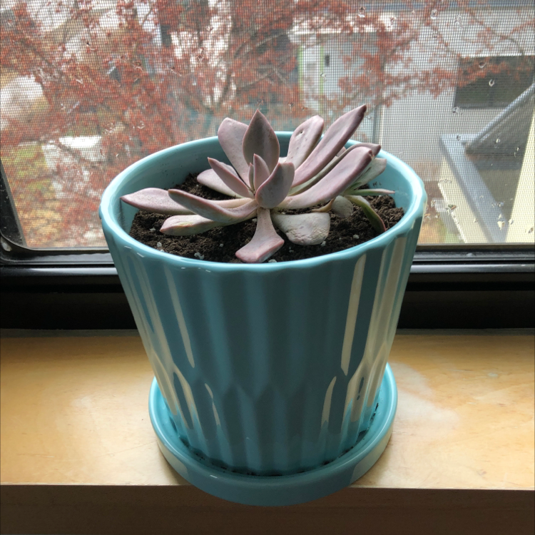 Potted Graptoveria 'Debbie' succulent on a windowsill in a blue pot.
