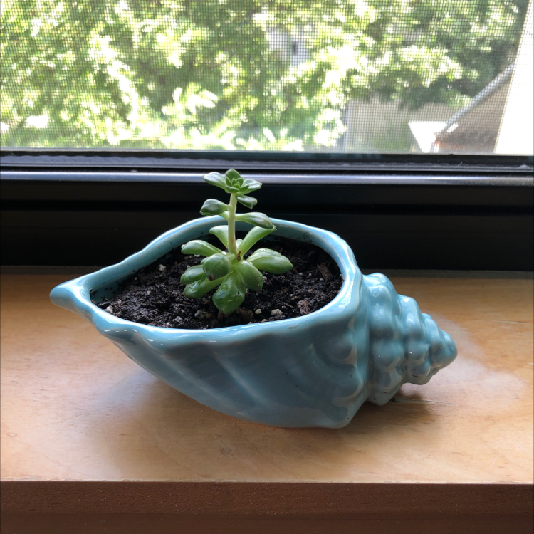 Sedeveria 'Letizia' succulent in a blue shell-shaped pot on a windowsill.