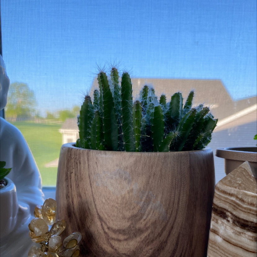 Lady-Finger Hedgehog Cactus in a wooden pot with a window view in the background.