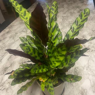 Rattlesnake Plant plant in Somewhere on Earth