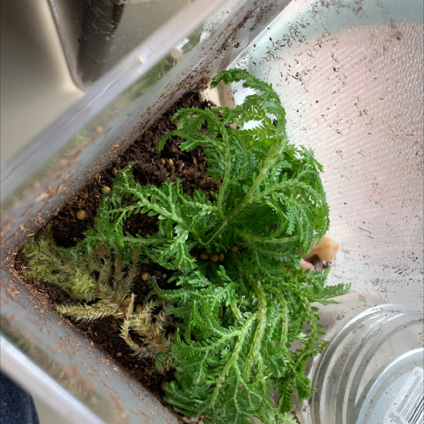 Closeup of a healthy, lush club moss plant with delicate green fronds growing in a small plastic container.