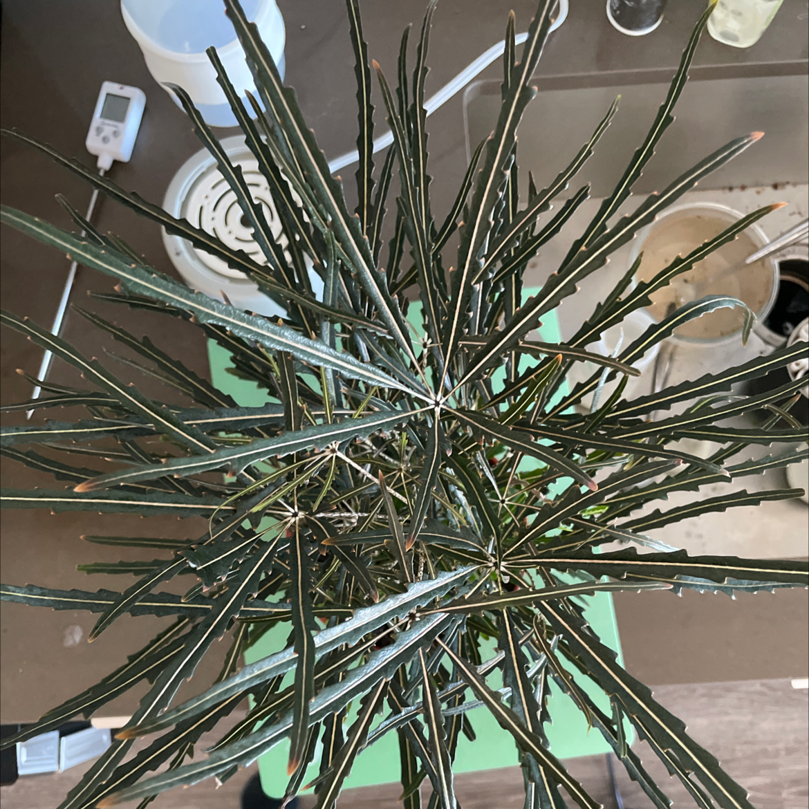 Top view of a healthy false Aralia plant with long, narrow, serrated leaves.