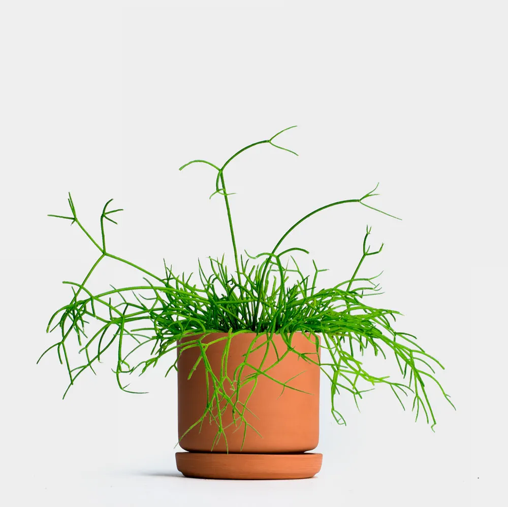 Photo of the plant species Mistletoe Cactus by Justin named Missy Elliot on Greg, the plant care app