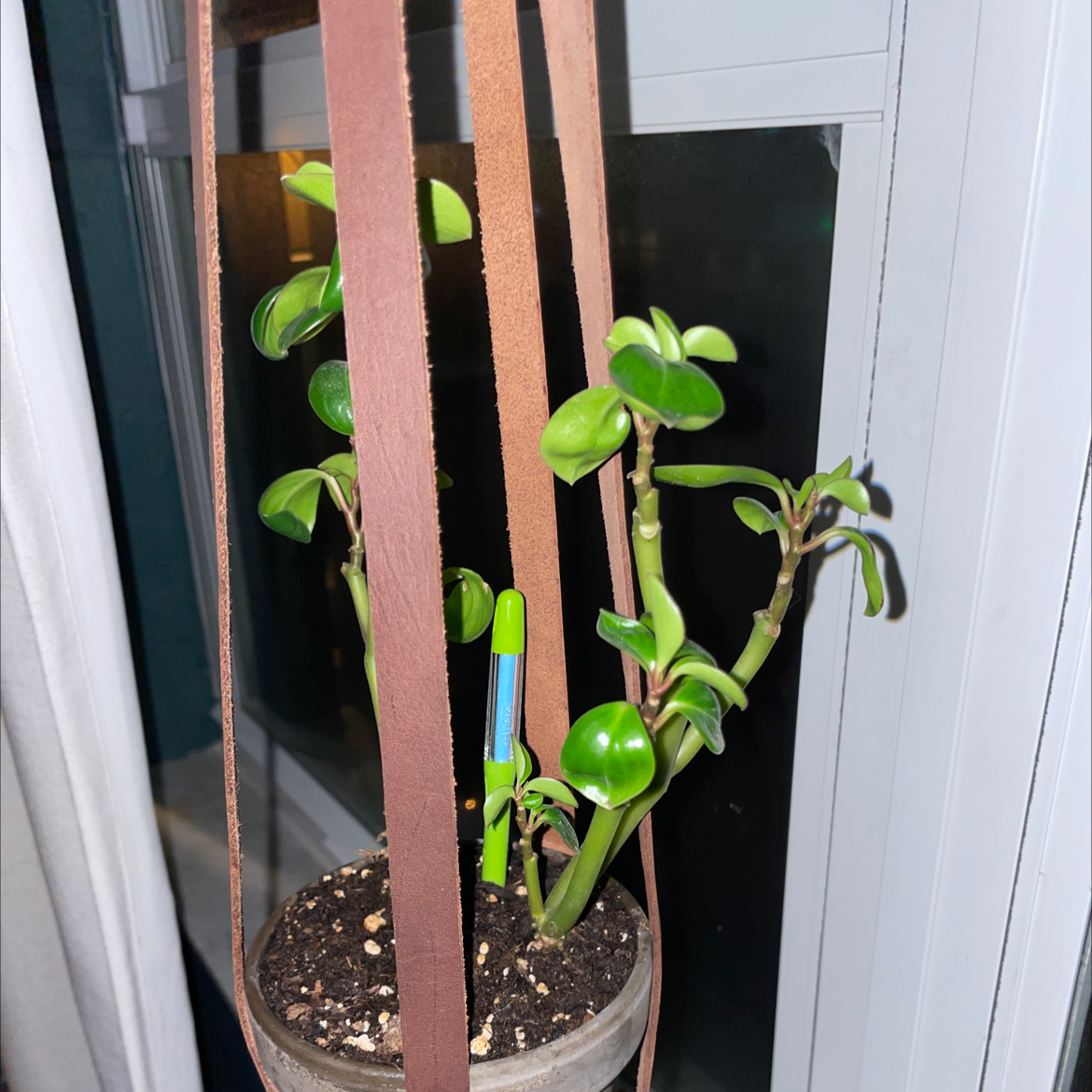 Hanging potted Low Peperomia plant with thick, glossy green leaves and visible soil.