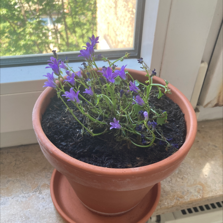 Potted Peach-Leaf Bellflower with purple flowers on a windowsill.