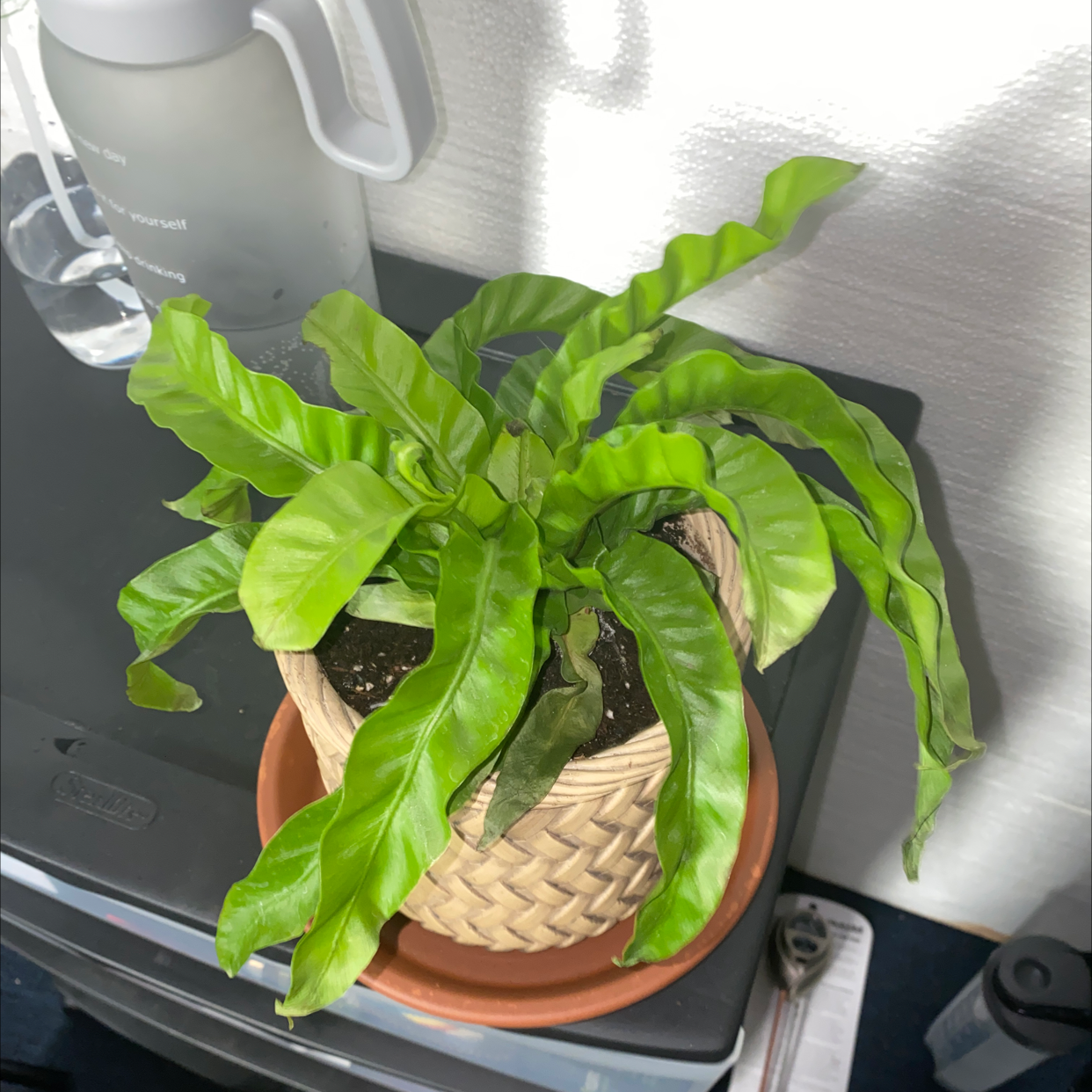 Hurricane Fern in a woven basket on a saucer, healthy green leaves.