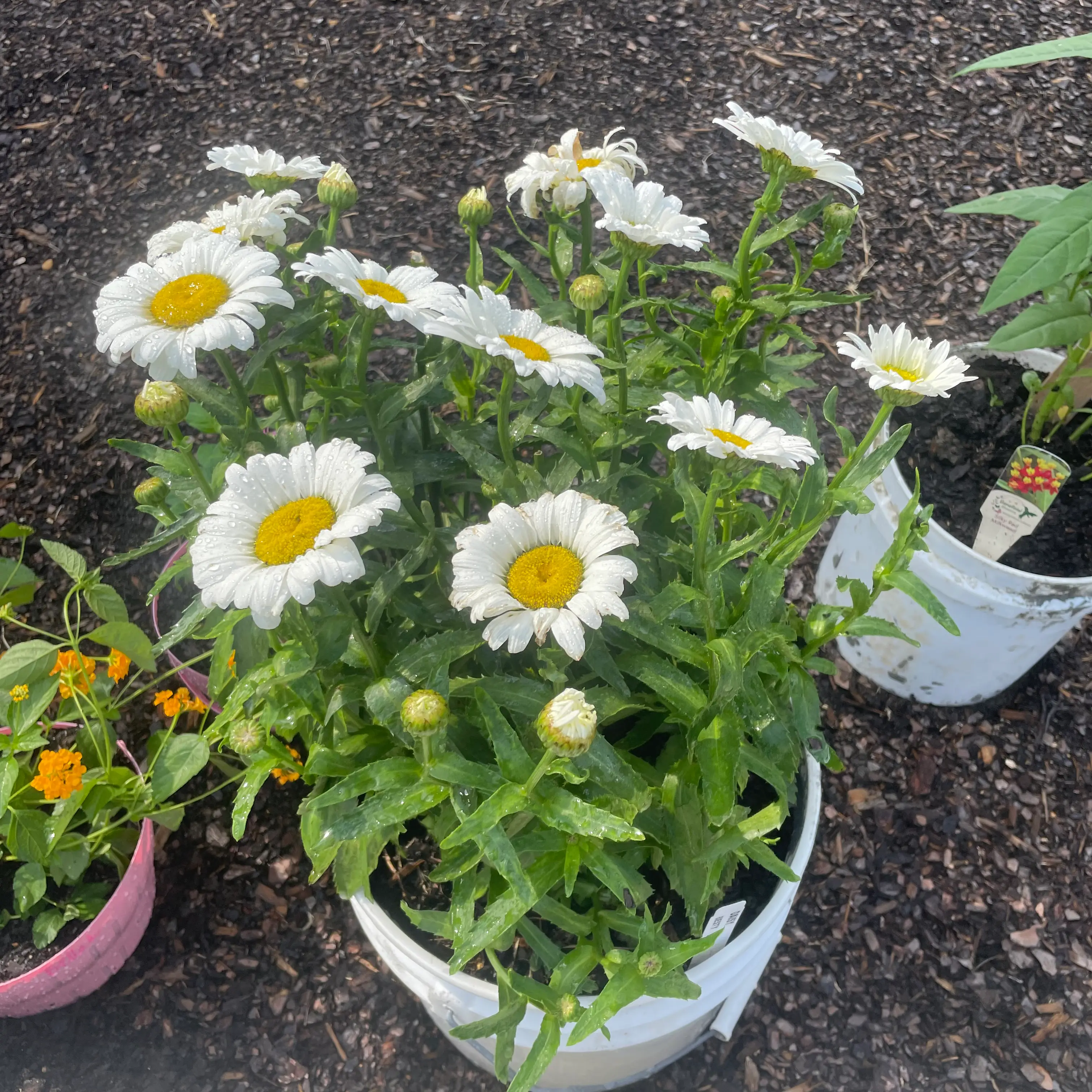 Photo of the plant species Purple Daisy by @IconSapote named White daisies on Greg, the plant care app