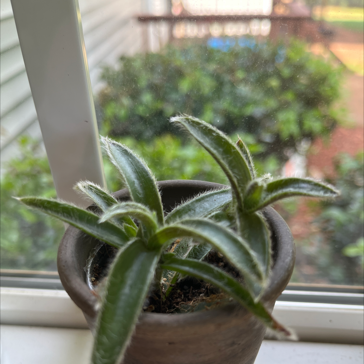 Photo of the plant species Spiny Golden Star by @NiftyWoodfern named Surya on Greg, the plant care app