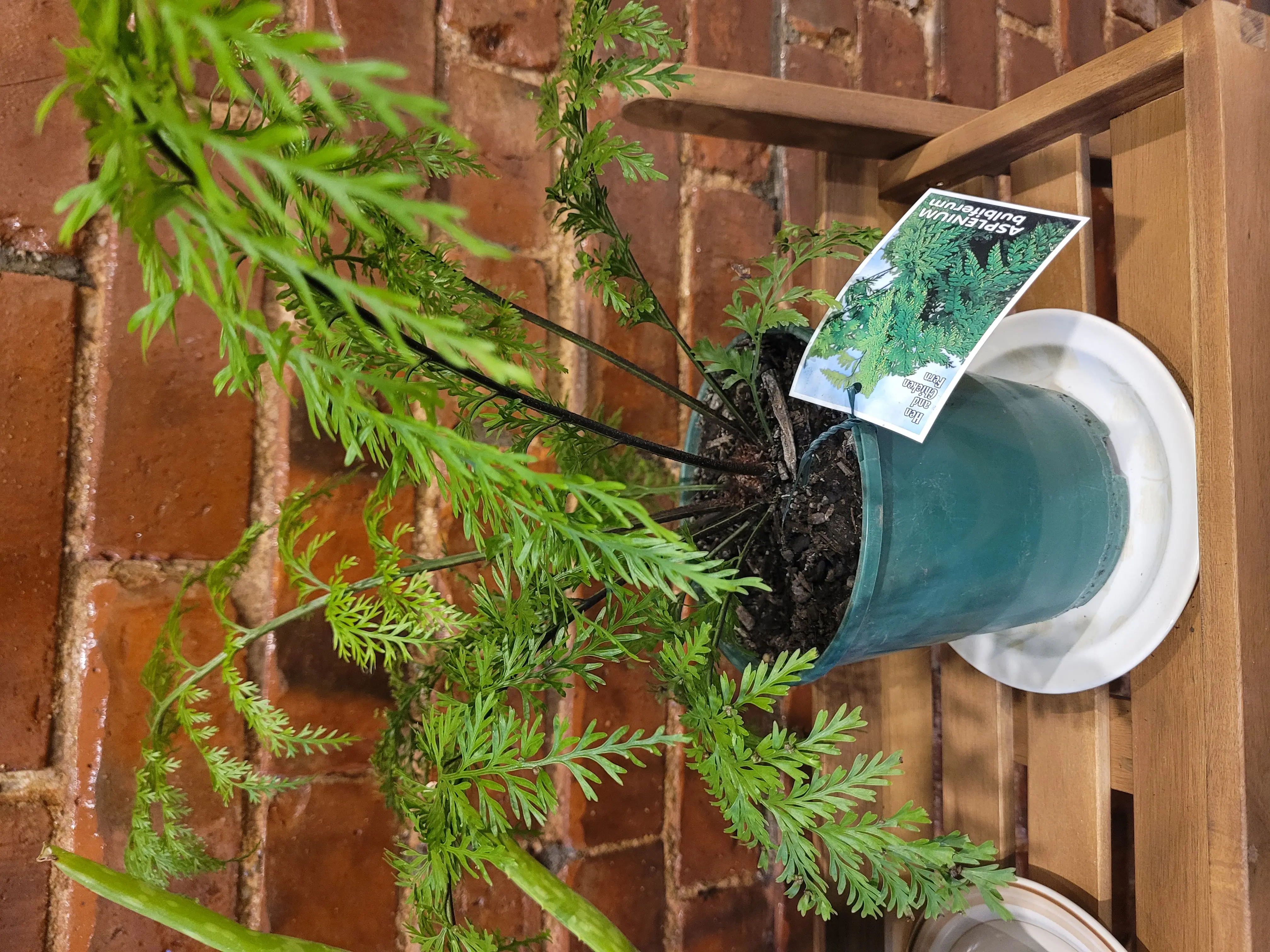 Photo of the plant species Hen and Chicken Fern by @RadRedvein named Fred on Greg, the plant care app