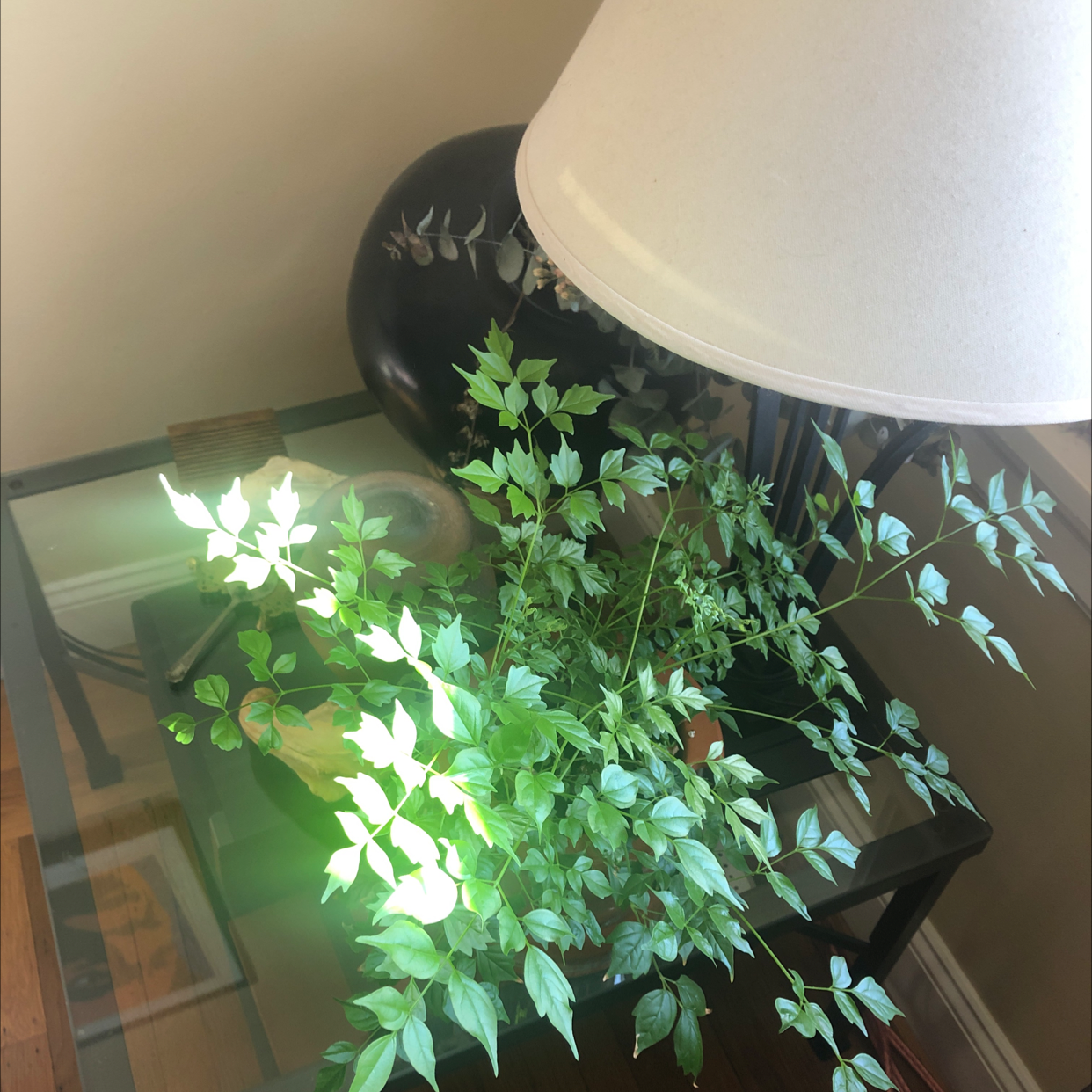 Healthy China Doll plant with lush green foliage, well-framed next to a lamp giving a warm glow to the scene.
