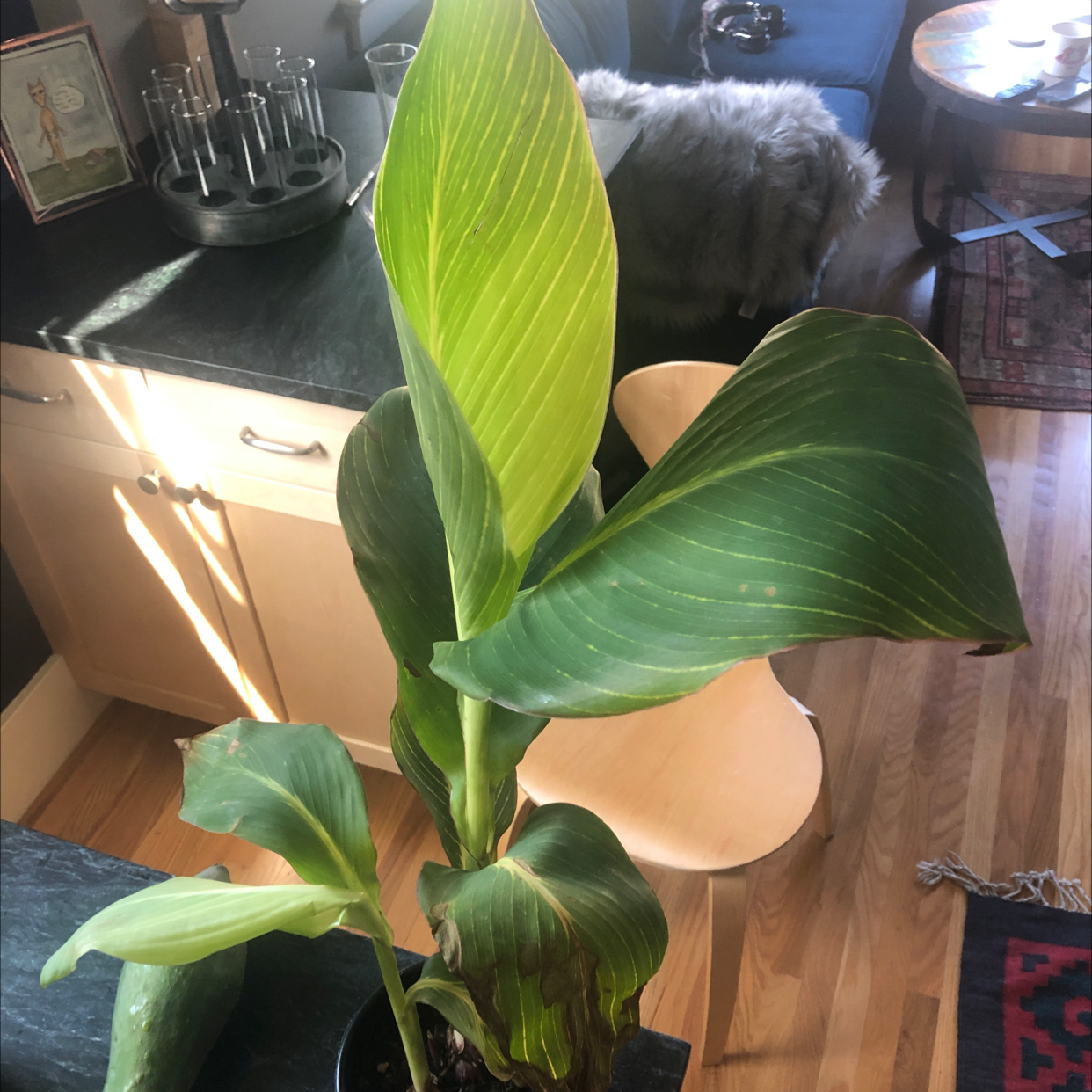 Plant care for Canna Lily 'Happy Emily' on Greg, the plant care app