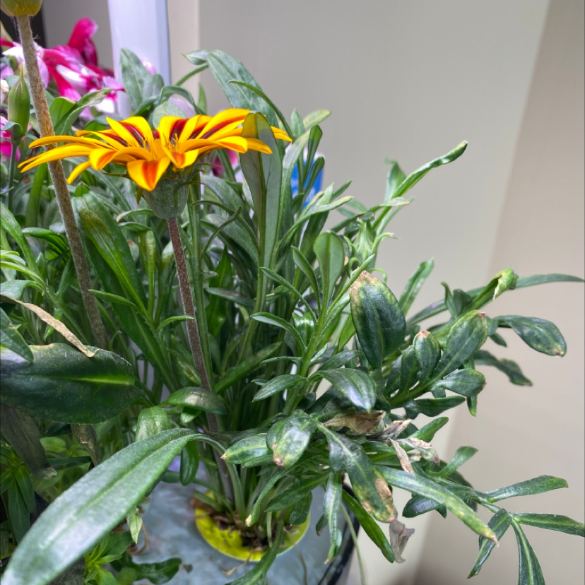 Treasureflower plant with yellow flower and some browning leaves in a pot.