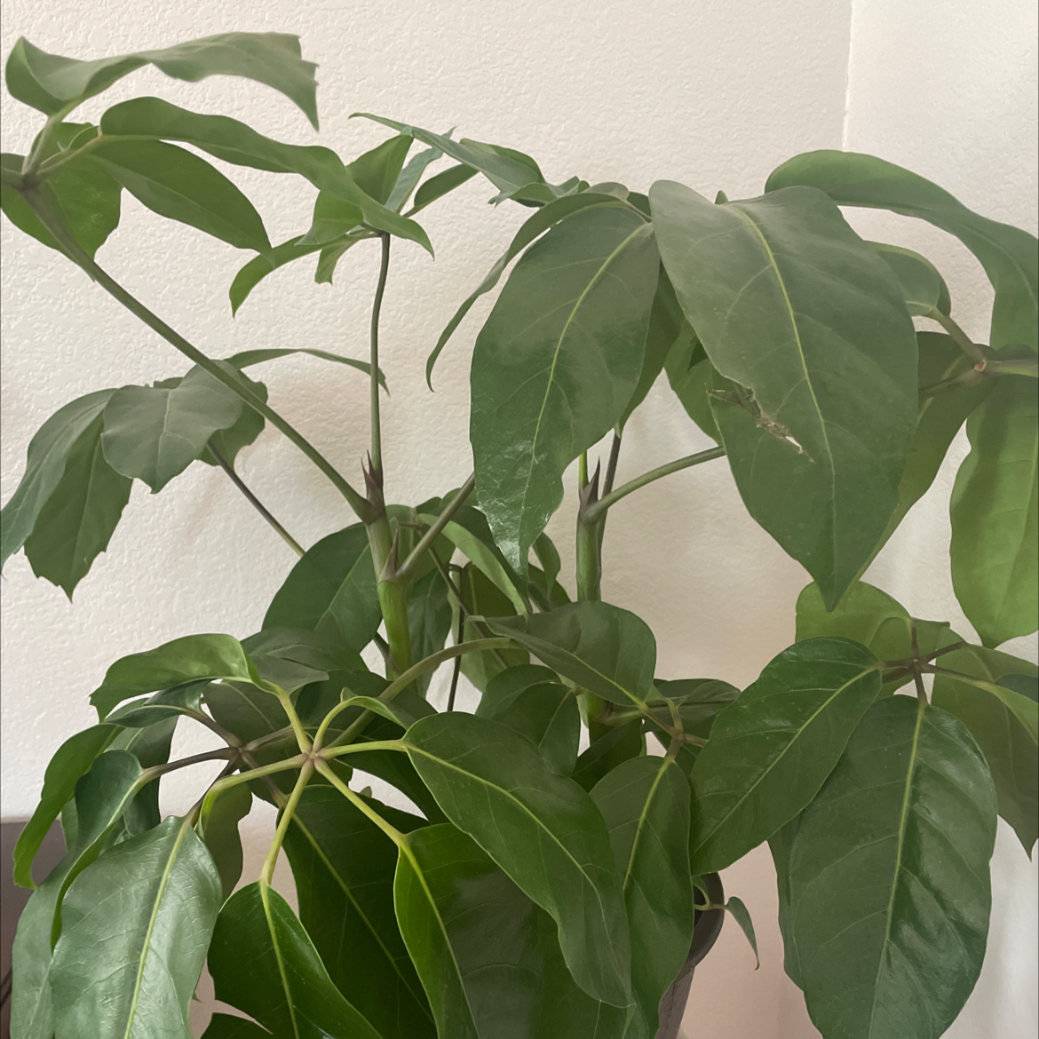 Green bush