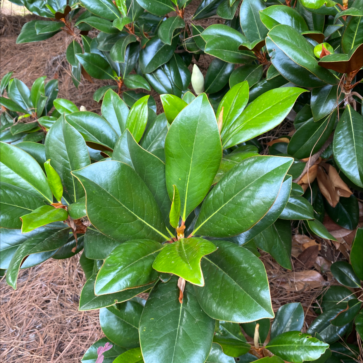 Southern Magnolia plant with glossy, dark green leaves, no visible flowers or soil.