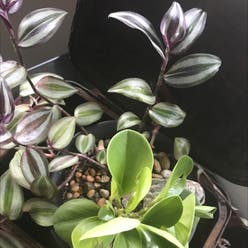 Zebrina plant
