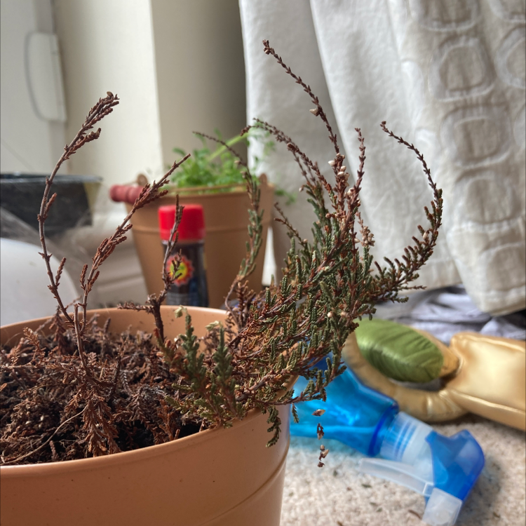 Potted Heather plant with significant browning and wilting, dry soil, and household items in the background.