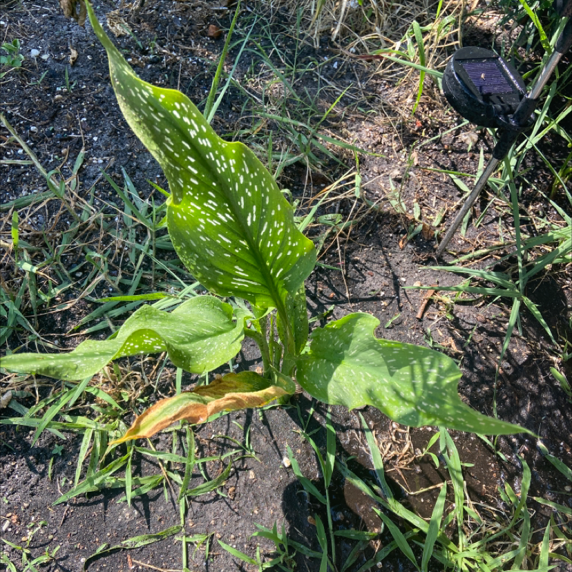 Spotted Calla Lily plant with white spots on leaves and some browning, situated in soil with surrounding grass.