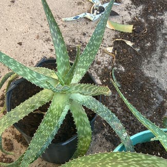 Aloe vera plant in Bradenton, Florida