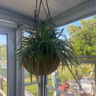 Spider Plant plant in Bradenton, Florida